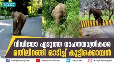 വീഡിയോ എടുത്ത വാഹനയാത്രികരെ മതിലിറങ്ങി ഓടിച്ച് കുട്ടിക്കൊമ്പന്‍