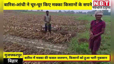 Muzaffarpur News: बारिश के पानी में बह गए मक्का किसानों के अरमान, 75 फीसदी से ज्यादा फसल का नुकसान