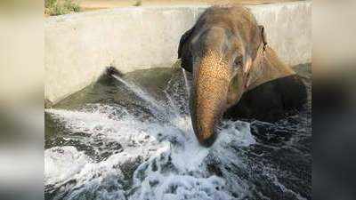 जापानी बुलेट ट्रेन से भी तेज रफ्तार में सूंड से पानी खींचते हैं हाथी, शोध में बड़ा खुलासा