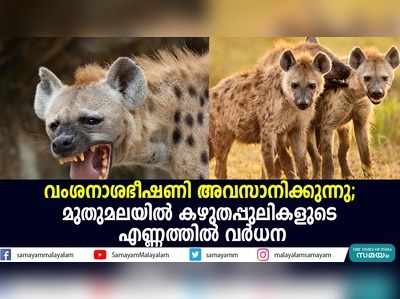 വംശംനാശഭീഷണി അവസാനിക്കുന്നു;  മുതുമലയില്‍ കഴുതപ്പുലികളുടെ എണ്ണത്തില്‍ വര്‍ധന