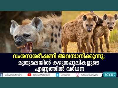 വംശനാശഭീഷണി അവസാനിക്കുന്നു; മുതുമലയില്‍ കഴുതപ്പുലികളുടെ എണ്ണത്തില്‍ വര്‍ധന, വീഡിയോ കാണാം