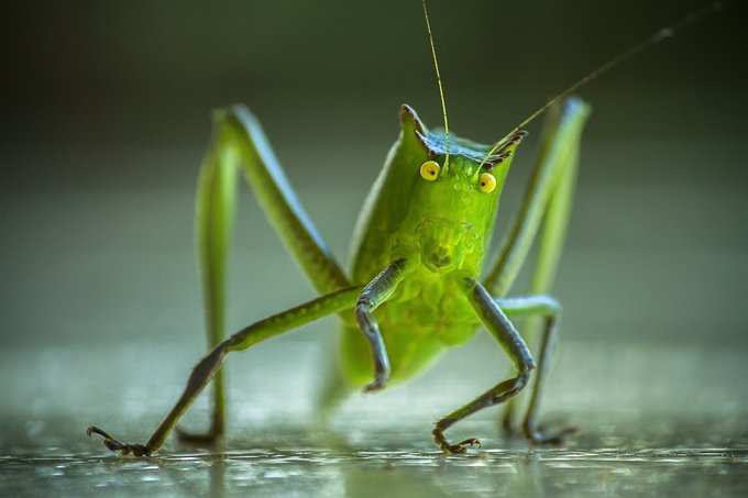 ​ಮಿಡತೆಗಳು