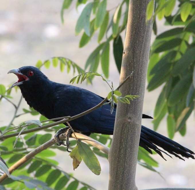 ​ಕೋಗಿಲೆ ಕೂಗು