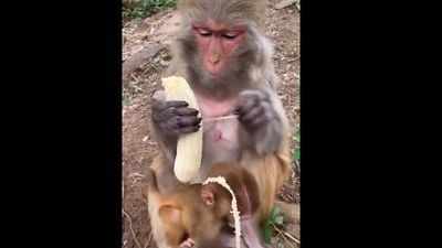 Viral Video: केला खाते हुए इस बंदर का वीडियो क्यों हो रहा वायरल?