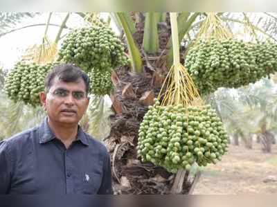 રાજકોટના ડૉક્ટરે કરી ખારેકની પ્રાકૃતિક ખેતી, 10 વીઘા જમીનમાં 14,000 કિલોનું ઉત્પાદન