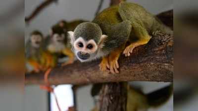 दुनिया के सबसे छोटे बंदर पिग्मी मार्मोसेट पर वैज्ञानिकों का बड़ा खुलासा, मात्र 100 ग्राम होता है वजन