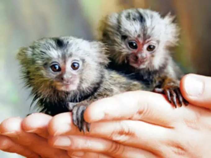 pygmy marmosets 02