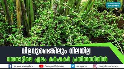 വിളവുണ്ടെങ്കിലും വിലയില്ല; വയനാട്ടിലെ ഏലം കര്‍ഷകര്‍ പ്രതിസന്ധിയില്‍