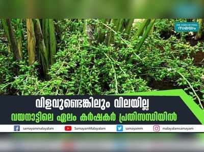 വിളവുണ്ടെങ്കിലും വിലയില്ല; വയനാട്ടിലെ ഏലം കര്‍ഷകര്‍ പ്രതിസന്ധിയില്‍