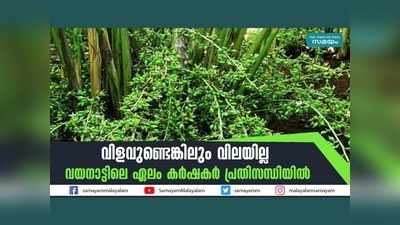 വിളവുണ്ടെങ്കിലും വിലയില്ല; വയനാട്ടിലെ ഏലം കര്‍ഷകര്‍ പ്രതിസന്ധിയില്‍, വീഡിയോ കാണാം