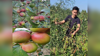 सपना नहीं सच!..सेब बेर की खेती करके लाखों का मुनाफा कमा रहा युवक, देखें तस्वीरें