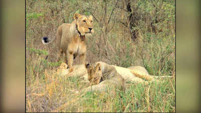 Corona In Lion: चेन्‍नै के जू में फैला कोरोना, 9 साल की शेरनी की मौत, 9 शेर पाए गए पॉजिटिव