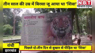 Tiger Shiva Death News: तीन साल की उम्र में 2011 में बिरसा जू आया था शिवा