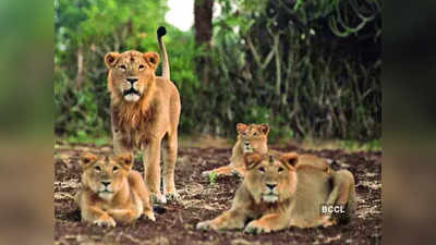 lioness died : चेन्नईतील प्राणिसंग्रहालयात करोनाने सिंहिनीचा मृत्यू, ९ सिंह आढळले पॉझिटिव्ह