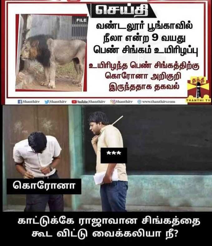 சிங்கத்தை சீண்டும் கொரோனா மீம்ஸ்...