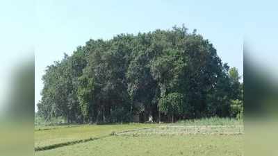 World Environment Day Special: बिहार के इस वट वृक्ष के नीचे पृथ्वीराज चौहान कर चुके हैं आराम, डेढ़ एकड़ में फैली हैं जड़ें