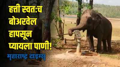 तहान भागवणारा स्वावलंबी हत्ती; सोंडेच्या सहाय्याने बोअरवेल हापसून प्यायला पाणी