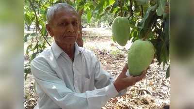 Noor Jahan Mango: पेड़ पर लगते ही बुक हो जाता है नूरजहां आम... स्वाद ऐसा कि लोग ₹ 1000 तक चुकाने को तैयार, जानिए खूबियां