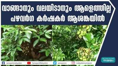 വാങ്ങാനും വലയിടാനും ആളെത്തില്ല; പഴവർഗ കർഷകർ ആശങ്കയിൽ