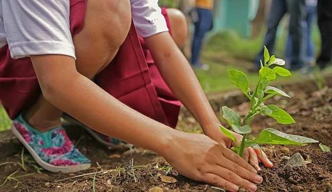 মহামারির সময় ঘরের ভিতরেই হোক সবুজের অভিযান