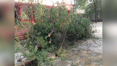 Kushinagar news: हाई सिक्‍यॉरिटी एरिया में मंदिर से सफेद चंदन का पेड़ काट ले गए तस्‍कर, पुलिस सोती रही!