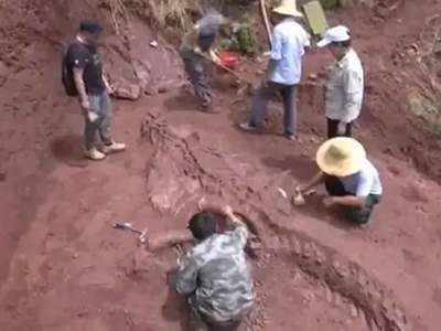 चीन में मिला विशाल दुर्लभ डायनासोर का पूरा कंकाल, 18 करोड़ साल पहले करता था राज