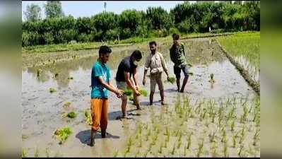 कश्मीर पुलिस के इस आला अधिकारी ने पेश की मिसाल, खेतों में किसानों के साथ की धान की रोपाई