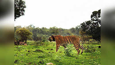 Bengal News: भारत में रेडियो कॉलर किए गए बाघ ने 4 महीने में तय की 100 Km की यात्रा, सुंदरबन से बांग्लादेश पहुंचा