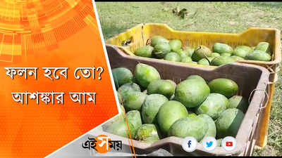 ফলন হবে তো? আশঙ্কার আম