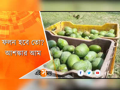 ফলন হবে তো? আশঙ্কার আম