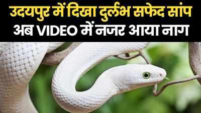 White Snake: उदयपुर में नजर आया दुर्लभ सफेद नाग, वीडियो में सरपट दौड़ता दिखा