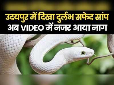 White Snake: उदयपुर में नजर आया दुर्लभ सफेद नाग, वीडियो में सरपट दौड़ता दिखा