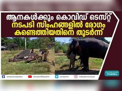 ആനകള്‍ക്കും കൊവിഡ് ടെസ്റ്റ്; നടപടി സിംഹങ്ങളില്‍ രോഗം കണ്ടെത്തിയതിനെ തുടര്‍ന്ന്