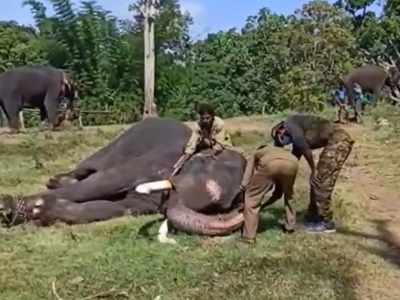 മുതുമലയില്‍ ആനകള്‍ക്കും കൊവിഡ് ടെസ്റ്റ്; നടപടി സിംഹങ്ങളില്‍ കൊവിഡ് കണ്ടതിനെ തുടര്‍ന്ന്, വീഡിയോ കാണാം