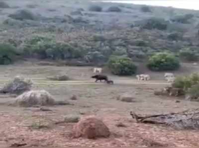 ಕರುವನ್ನು ಹೊತ್ತೊಯ್ದ ಸಿಂಹಗಳನ್ನೇ ಎದುರಿಸಿ ಕಂದನನ್ನು ಉಳಿಸಿಕೊಂಡ ತಾಯಿ : ಭಾವನಾತ್ಮಕ ದೃಶ್ಯವಿದು