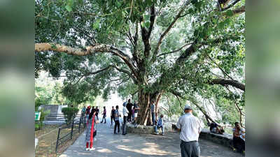 Deoria News: देवरिया में 150 वर्षों से भी पुराने पांच पेड़, Tree Heritage के रूप में वन विभाग करेगा संरक्षित