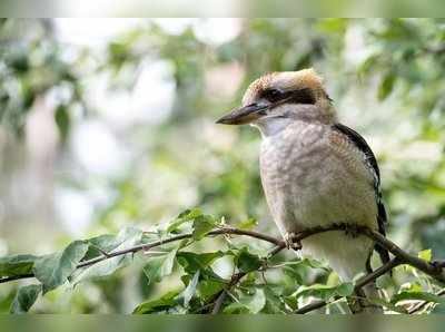 ಹಕ್ಕಿಗೆ ಸಿಪಿಆರ್ ಮಾಡಿ ಜೀವ ಉಳಿಸಿದ ಹೃದಯವಂತ : ಮನಸ್ಸಿಗೆ ಆನಂದ ನೀಡುವ ದೃಶ್ಯವಿದು