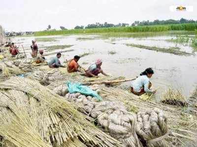 পাটের দাম আকাশছোঁয়া, বিপদের শঙ্কা