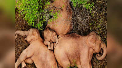 Sleeping Elephant Family : நடுகாட்டில் படுத்து தூங்கும் யானைகள் கூட்டம்...  க்யூட் வீடியோ செம வைரல்....