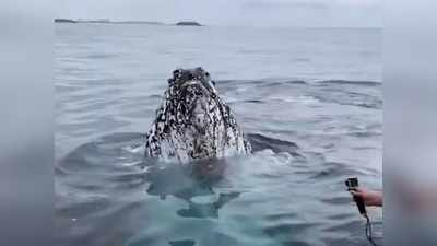 Whale: पृथ्वी के सबसे बड़े स्तनधारी ने तैरकर पार की आधी दुनिया, 20000 किमी की यात्रा कर बनाया वर्ल्ड रिकॉर्ड