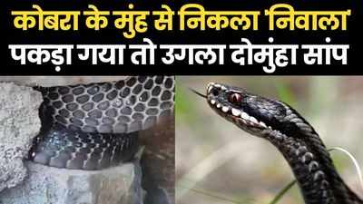 दोमुंहा सांप के शिकार के बाद कोबरा के मुंह से निकला निवाला, देखें- Live वीडियो
