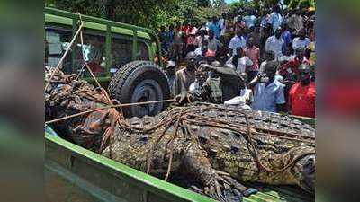 Osama Crocodile: अफ्रीका में 80 इंसानों को कच्‍चा चबा गया ओसामा, अब भी बना हुआ है अमर