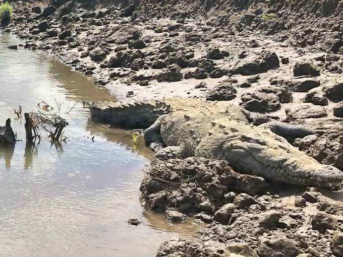 ​विक्‍टोरिया झील के व‍िशाल घड़‍ियाल का यूं पड़ा ओसामा नाम