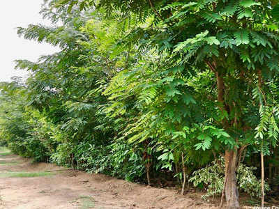 18 लाख पौधों से सुधरेगी वाराणसी की आबोहवा, वन विभाग ने तैयार किया प्लान, मानसून से शुरू होगा महाअभियान