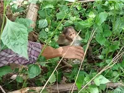 വൈദ്യുതി ലൈനില്‍ തട്ടി ഷോക്കേറ്റു വീണു;  കുട്ടികുരങ്ങിനെ രക്ഷിച്ച് നാട്ടുകാർ, വീഡിയോ കാണാം