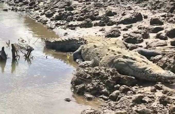 Crocodile Osama Uganda Africa