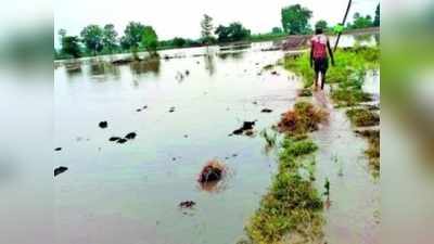 या जिल्ह्याला पावसाने झोडपलं; वीज पडून तिघांचा मृत्यू