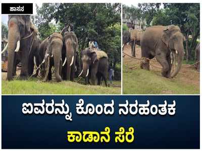 ಸಕಲೇಶಪುರದಲ್ಲಿ ಐದು ಮಂದಿಯ ಸಾವಿಗೆ ಕಾರಣವಾಗಿದ್ದ ಕಾಡಾನೆಯನ್ನು ಸರೆ ಹಿಡಿದ ಅರಣ್ಯ ಸಿಬ್ಬಂದಿ