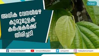 അധിക വേനല്‍മഴ കുരുമുളക് കര്‍ഷകര്‍ക്ക് തിരിച്ചടി