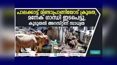 പാലക്കാട് പോത്തിനെ പട്ടിണിക്കിട്ട സംഭവം;  മനേകാ ഗാന്ധി ഇടപെട്ടു, കൂടുതല്‍ അറസ്റ്റ് ഉണ്ടായേക്കും